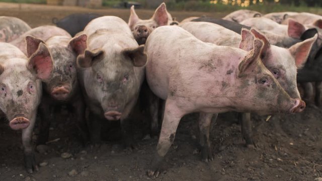 Pigs in a field in the UK  cinematic slow motion shot 4K