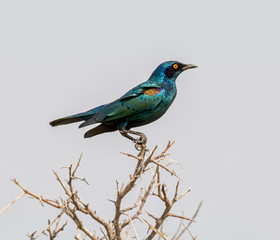 Glossy Starling