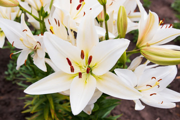 white lily flowers in the garden