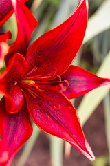 red lily flowers in the garden