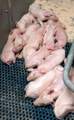 Piglets. Pigs. Pig breeding. Stable. Netherlands.