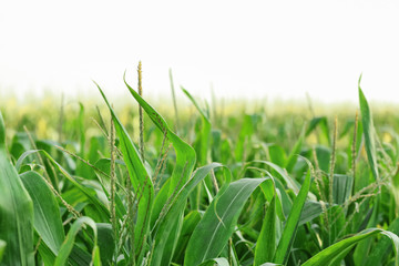 Green corn field on summer day