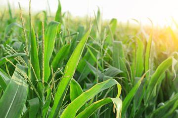 Green corn field on summer day, closeup
