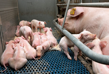 Lactation. Nursing. Feeding. Piglets. Pigs. Pig breeding. Stable. Netherlands.