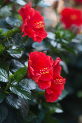 Fototapeta na wymiar Beautiful red hibiscus (Malaysia National Flower) in the garden.
