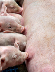 Lactation. Nursing. Feeding. Piglets. Pigs. Pig breeding. Stable. Netherlands.