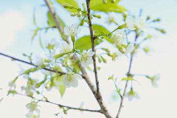 white sakura or cherry blossom