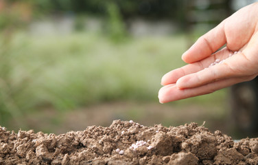 Farmer hand giving chemical fertilizer to young plant for template design