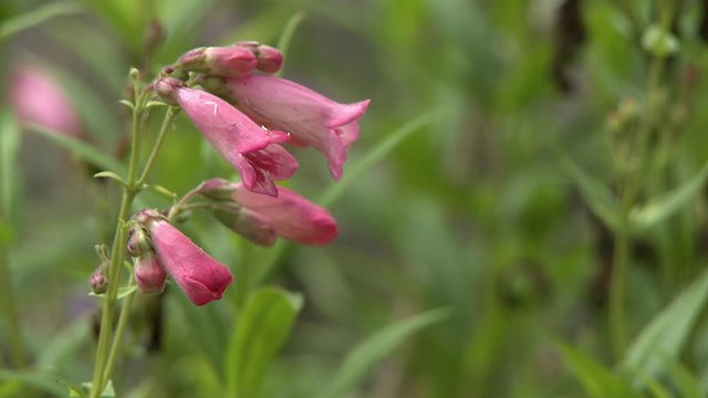 Steady, close up shot of blossomed pink penstemon flowers.