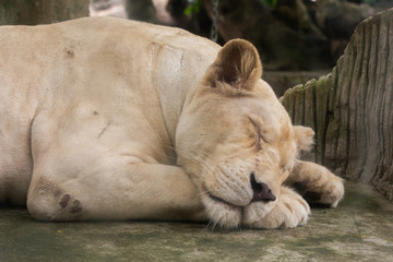 Naklejka na ściany i meble Female (lioness) lion (Panthera leo) sleeping on the ground.