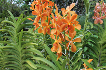 Fototapeta premium blooming orchids in the singapore botanic gardens in singapore