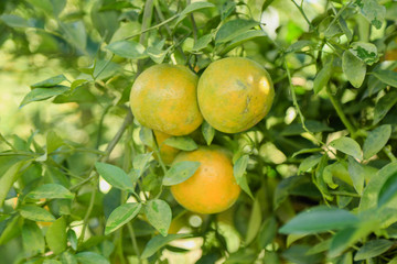 Orange tree in orange farm