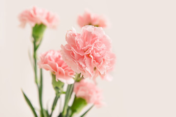 Beautiful carnation flowers on light background