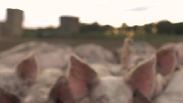 Pigs in a field in the UK  cinematic slow motion shot 