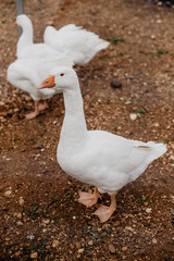 goose on farm