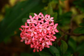 Pink ixora or west indian jasmine in full bloom, selective focus