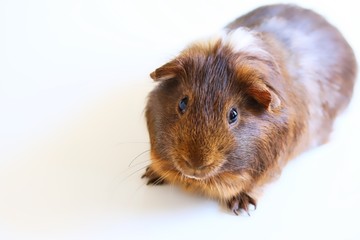 A portrait of a cute brown pet guinea pig on white background.