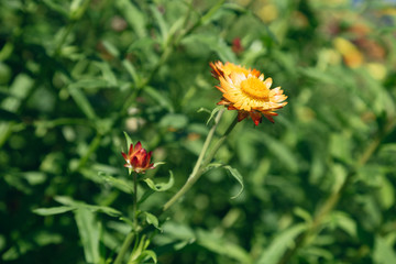 Flower in garden,  straw flower. Tulip.