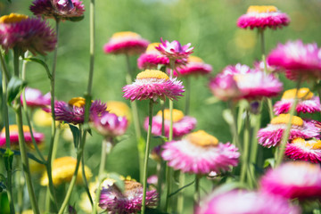 Flower in garden,  straw flower. Tulip.