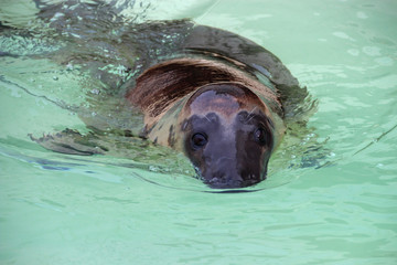 grey seal in a zoo in france