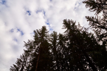 Beautiful sky with white clouds and top of trees. Background