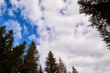Beautiful sky with white clouds and top of trees. Background