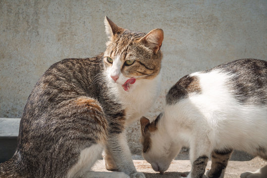 Zwei Strassenkatzen auf Kreta