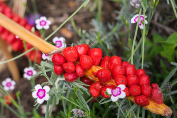 Berries of holly