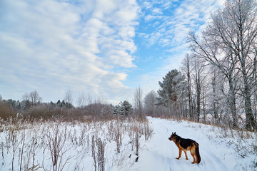 Winter landscape with snowy road with a dog, trees and blue sky with white clouds