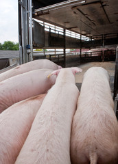 Transport of pigs. Truck. Farming. Netherlands. Pigs entering truck.