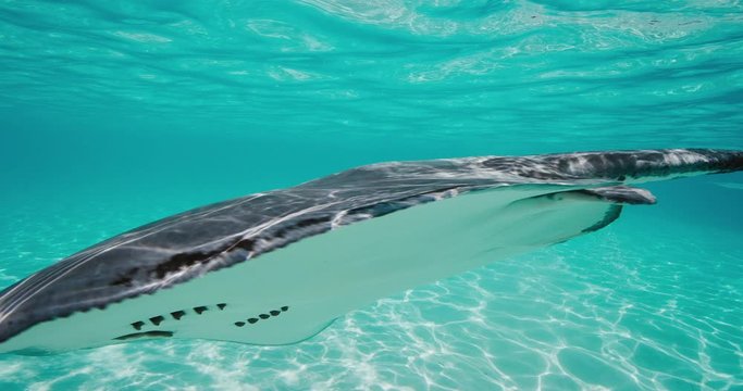 Stingrays swimming in turquoise blue ocean water with beautiful light patterns and a clean sandy ocean floor