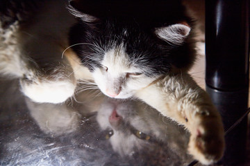 Black and white pet cat with long mustaches lying and resting in a secluded place and reflection of him in mirror glass