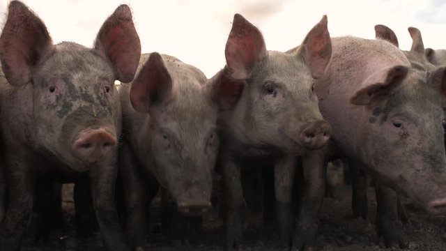 Free range pigs in a field close up shot 