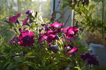 Bright petunia flowers. Sunny day in small urban garden on the balcony.