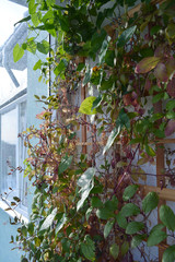 Naklejka na ściany i meble Balcony greening by climbing plants. Cobaea and thunbergia on wooden trellis.
