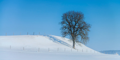 Baum im winterlichen blau und weiß der Landschaft.
