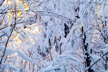 Beautiful winter landscape. Snow-covered branches of bushes in the light of sunset, can be used as a background or texture