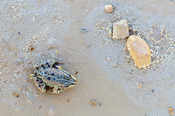 Rana verde común vista desde arriba sobre tierra húmeda y varias piedras. Ridibunda. Pelophylax perezi.