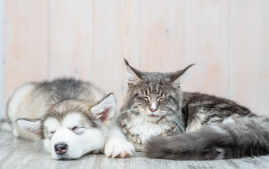 Fototapeta na wymiar Alaskan malamute puppy and adult maine coon cat sleep together on the floor at home