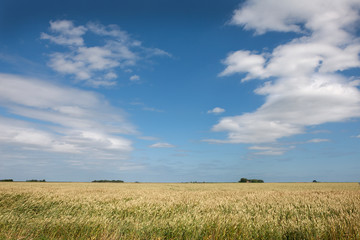 Fototapeta na wymiar Field of grain. Groningen Netherlands