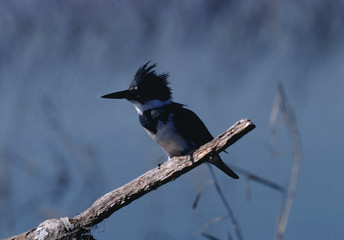 Belted Kingfisher (Megaceryle Alcyon)