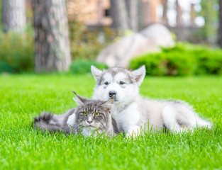Naklejka na ściany i meble Young alaskan malamute puppy embracing adult maine coon cat on green summer grass