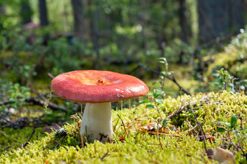 Red russula in green moss in the autumn forest