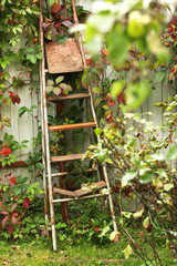 Naklejka na ściany i meble garden ledder close up photo with plush plants and iron fence background