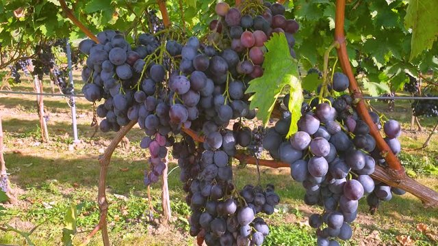Slow motion footage of vineyard with grapes ready for picking. Sunny day in the vineyard.