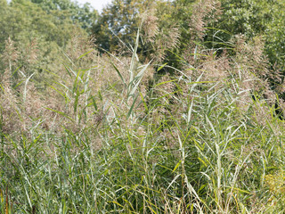 (Phragmites australis) Roseau commun ou roseau à balais aux tiges hautes ornée de plumeau argenté ou panicule pourpre de fin d'été