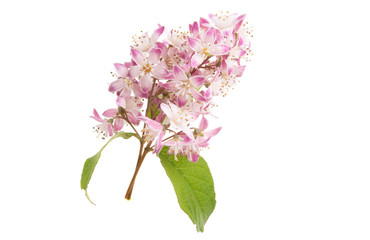 Deutzia flower isolated