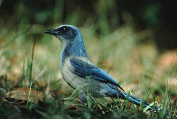 Florida Scrub Jay (Aphelocoma Coerulescens)