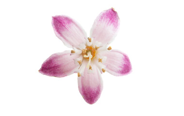 Fototapeta na wymiar Deutzia flower isolated