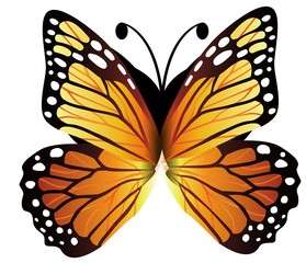 butterfly isolated on white background